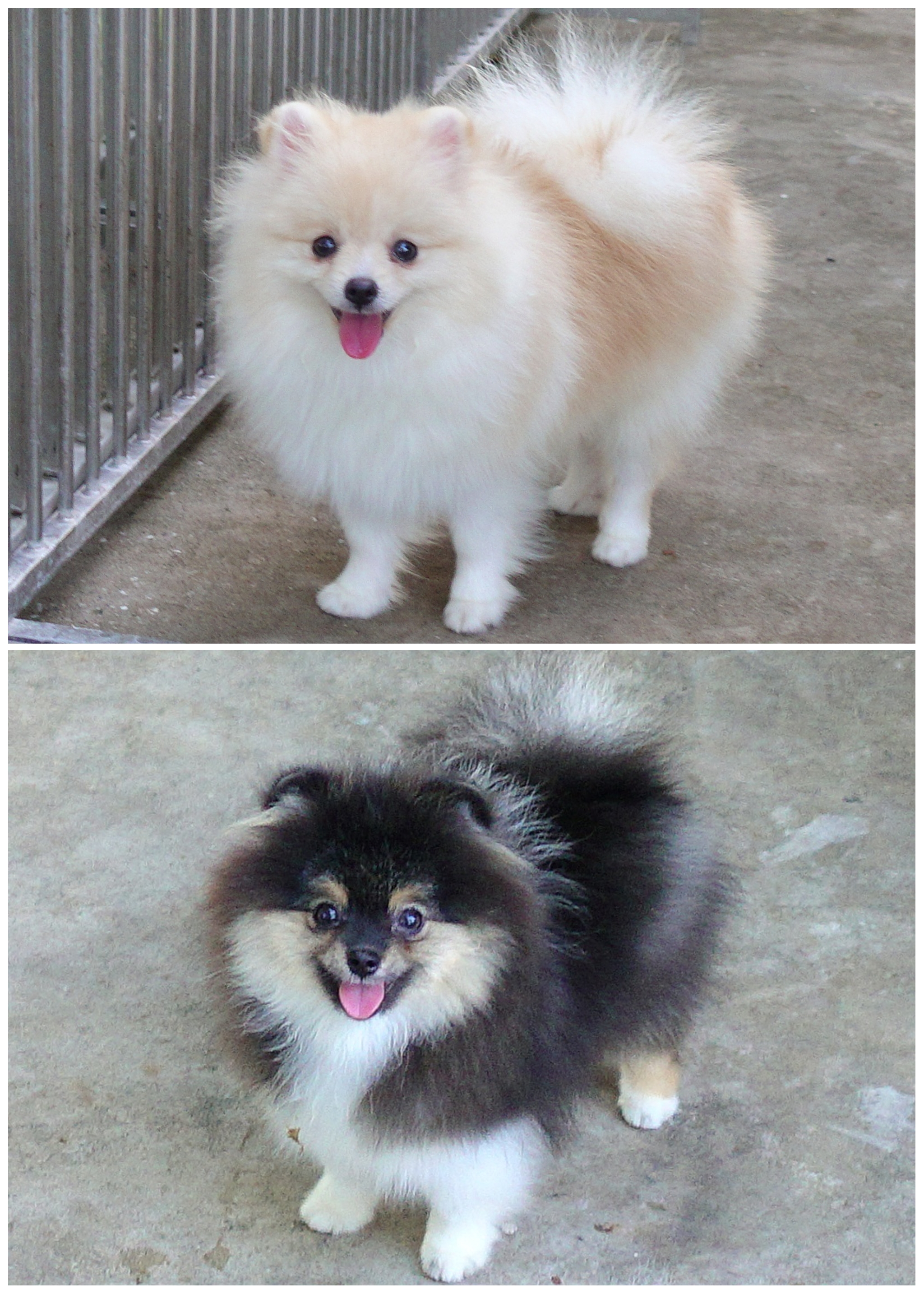 ปอมเมอเรเนียน