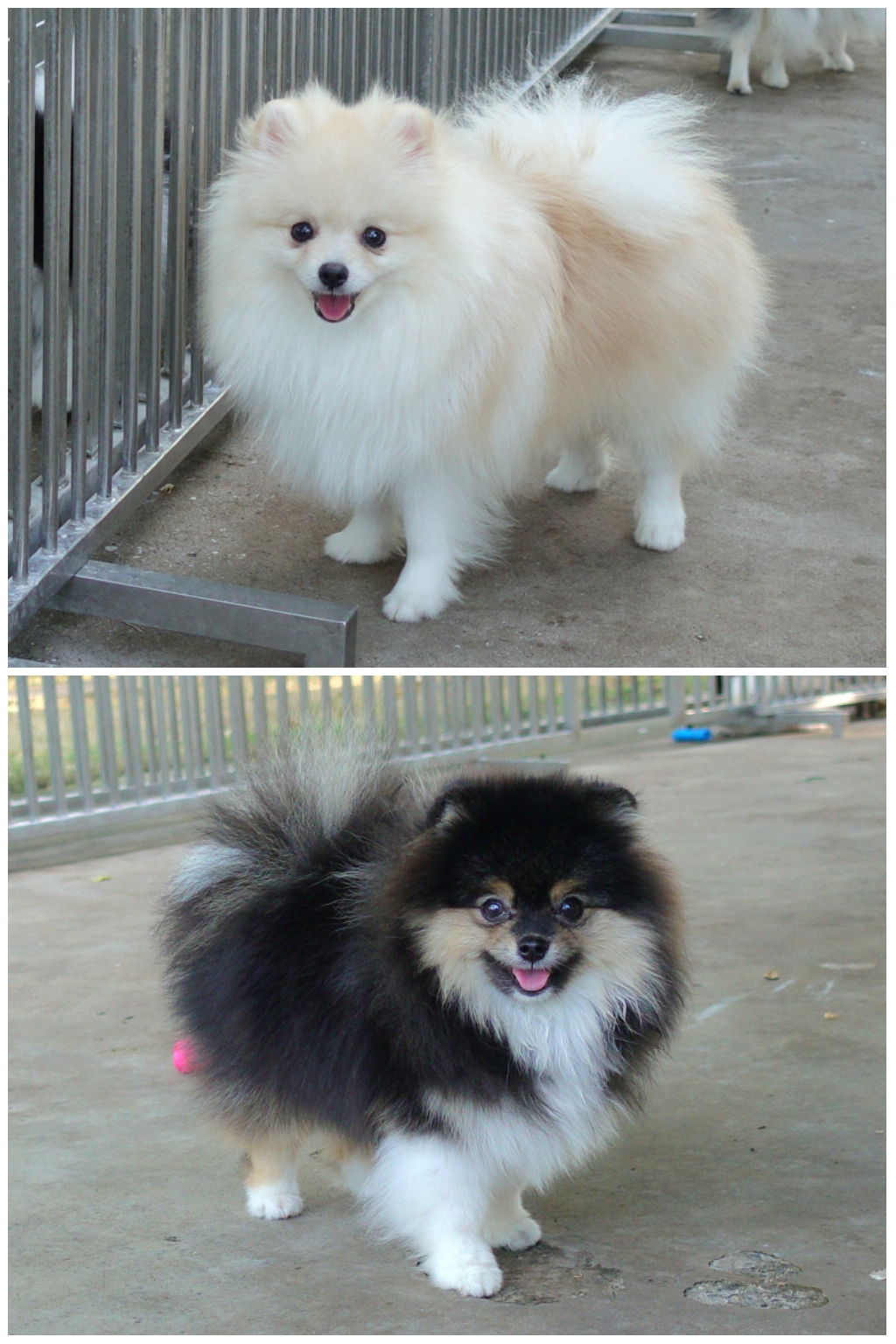 ปอมเมอเรเนี่ยน