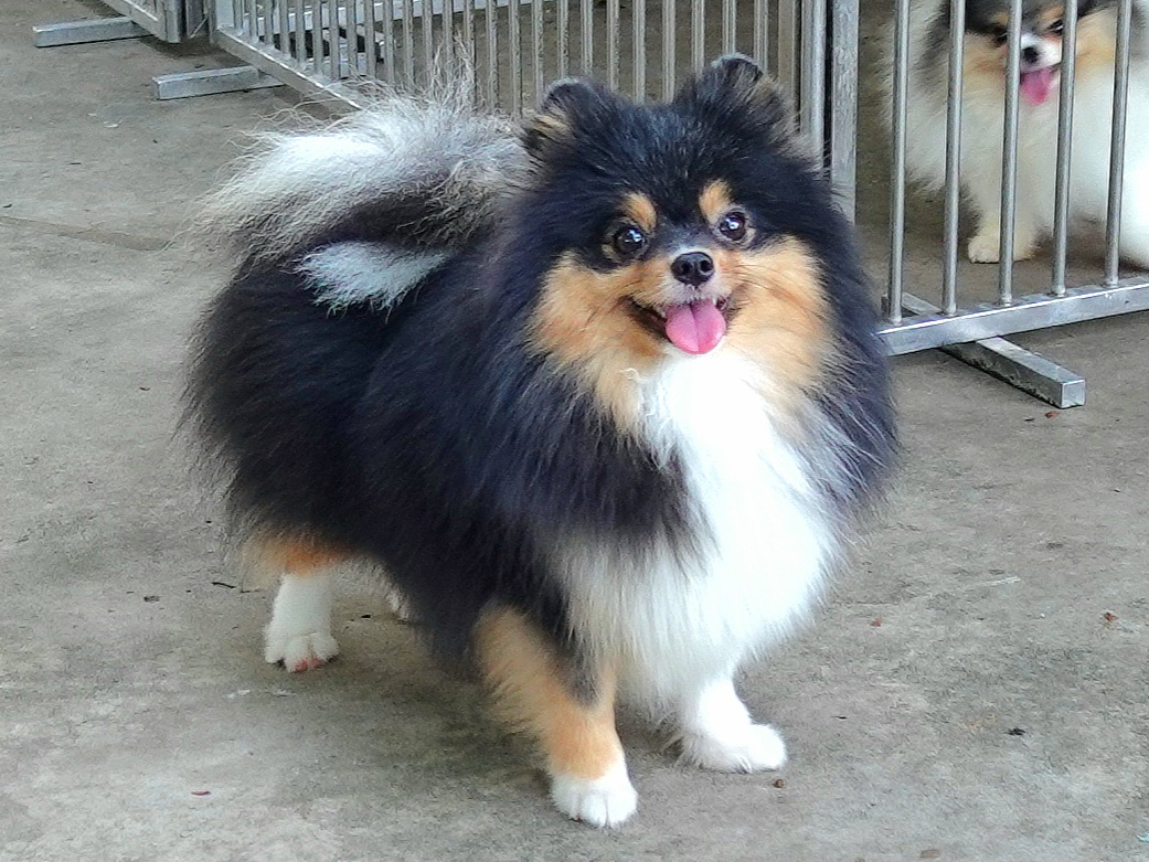 ปอมเมอเรเนียน