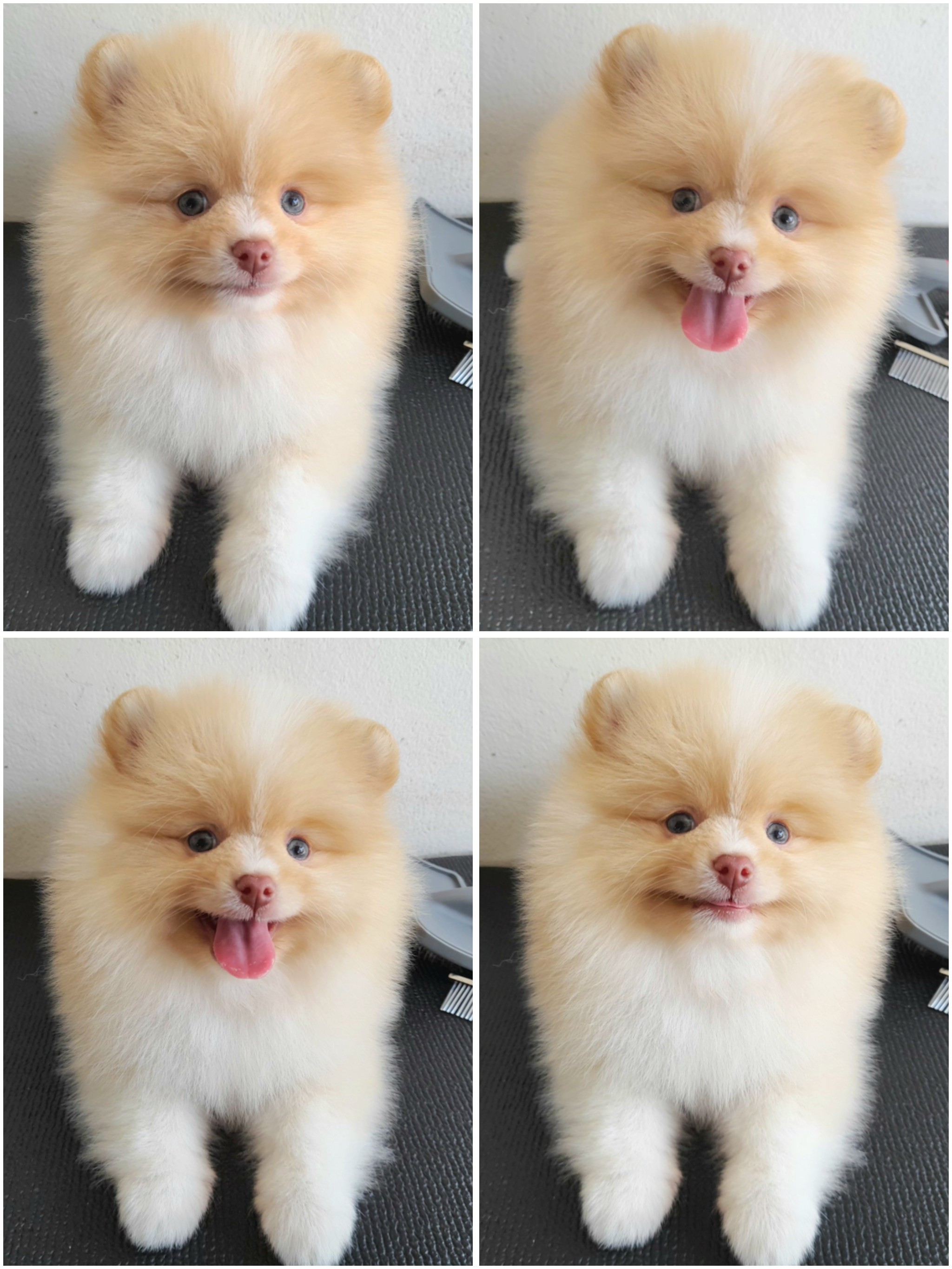 ปอมเมอเรเนี่ยน