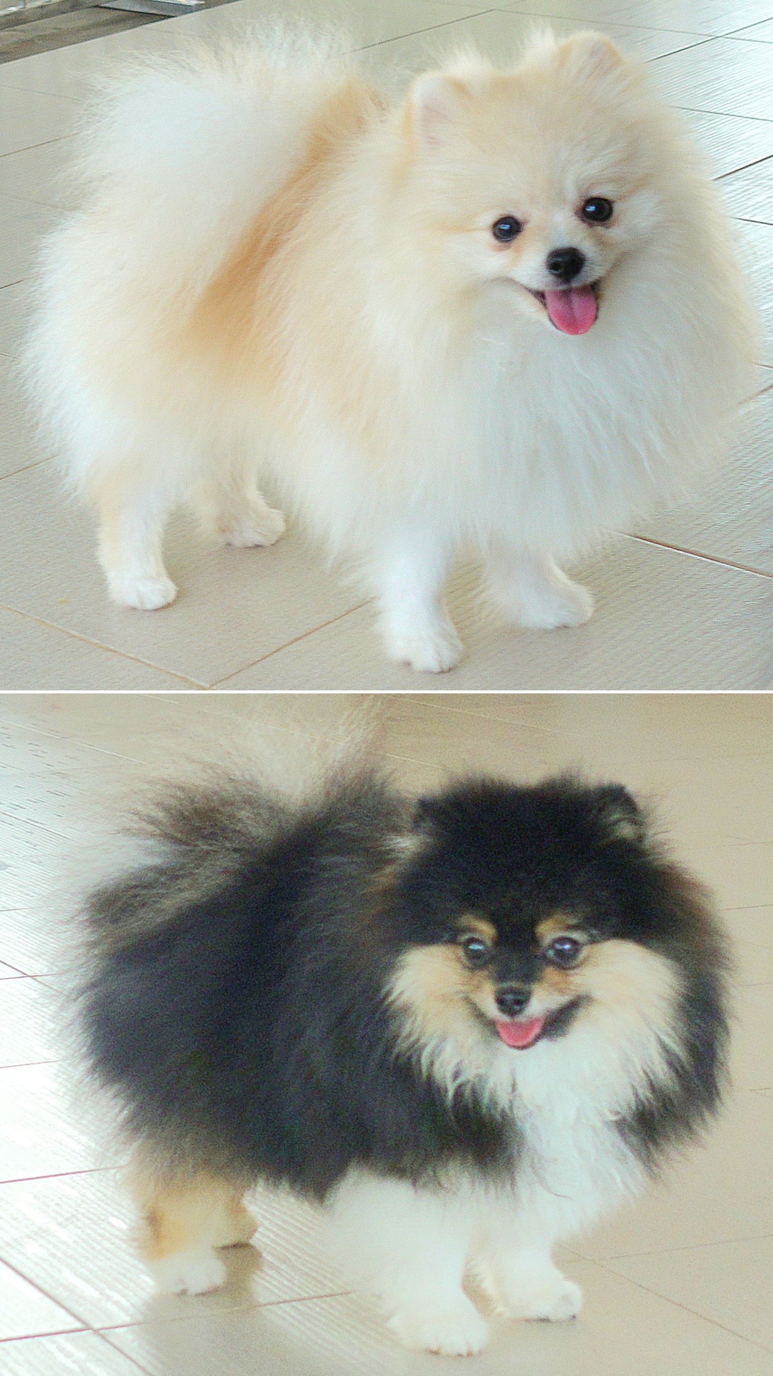 ปอมเมอเรเนี่ยน