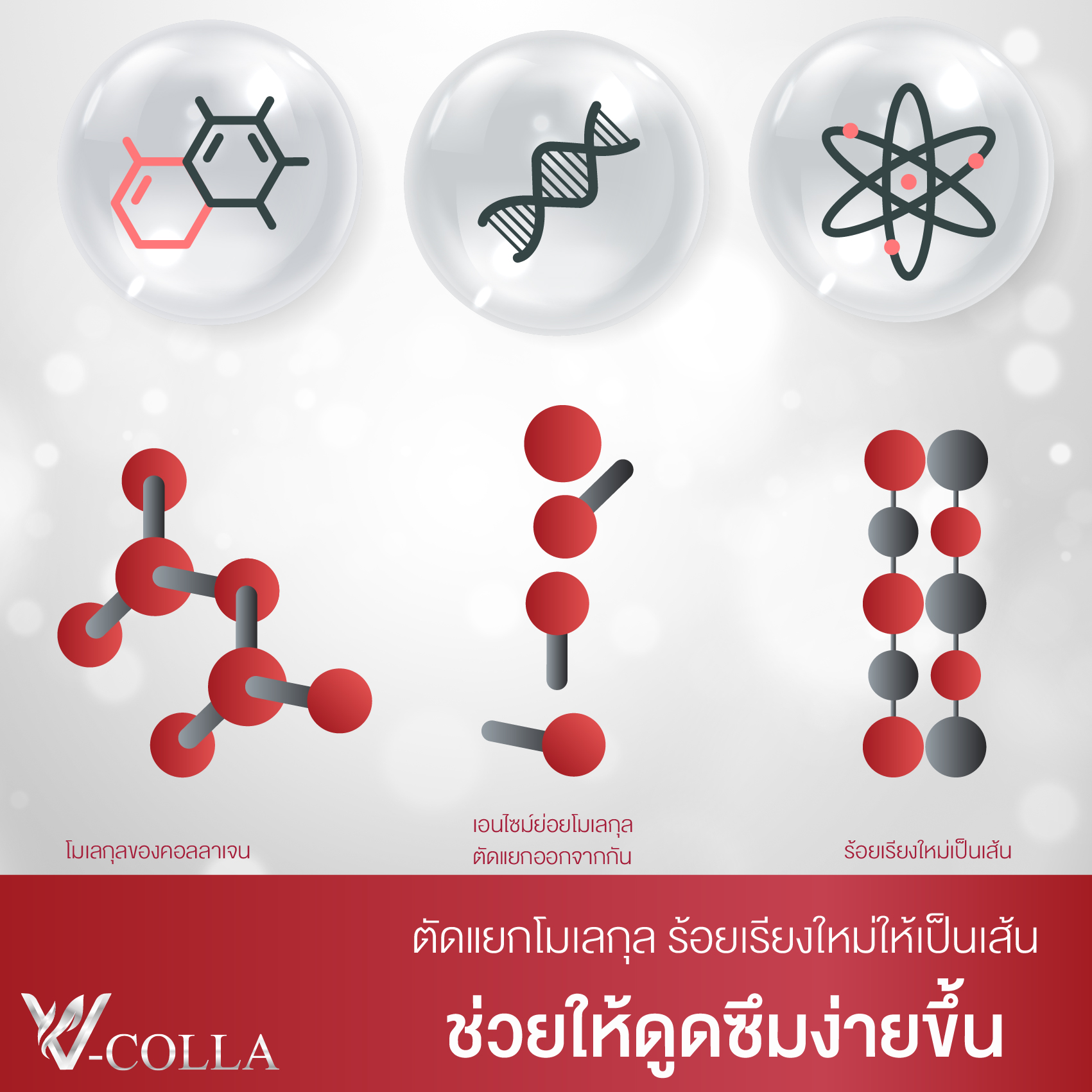 ผนึกคอลลาเจน 3 สายพันธุ์