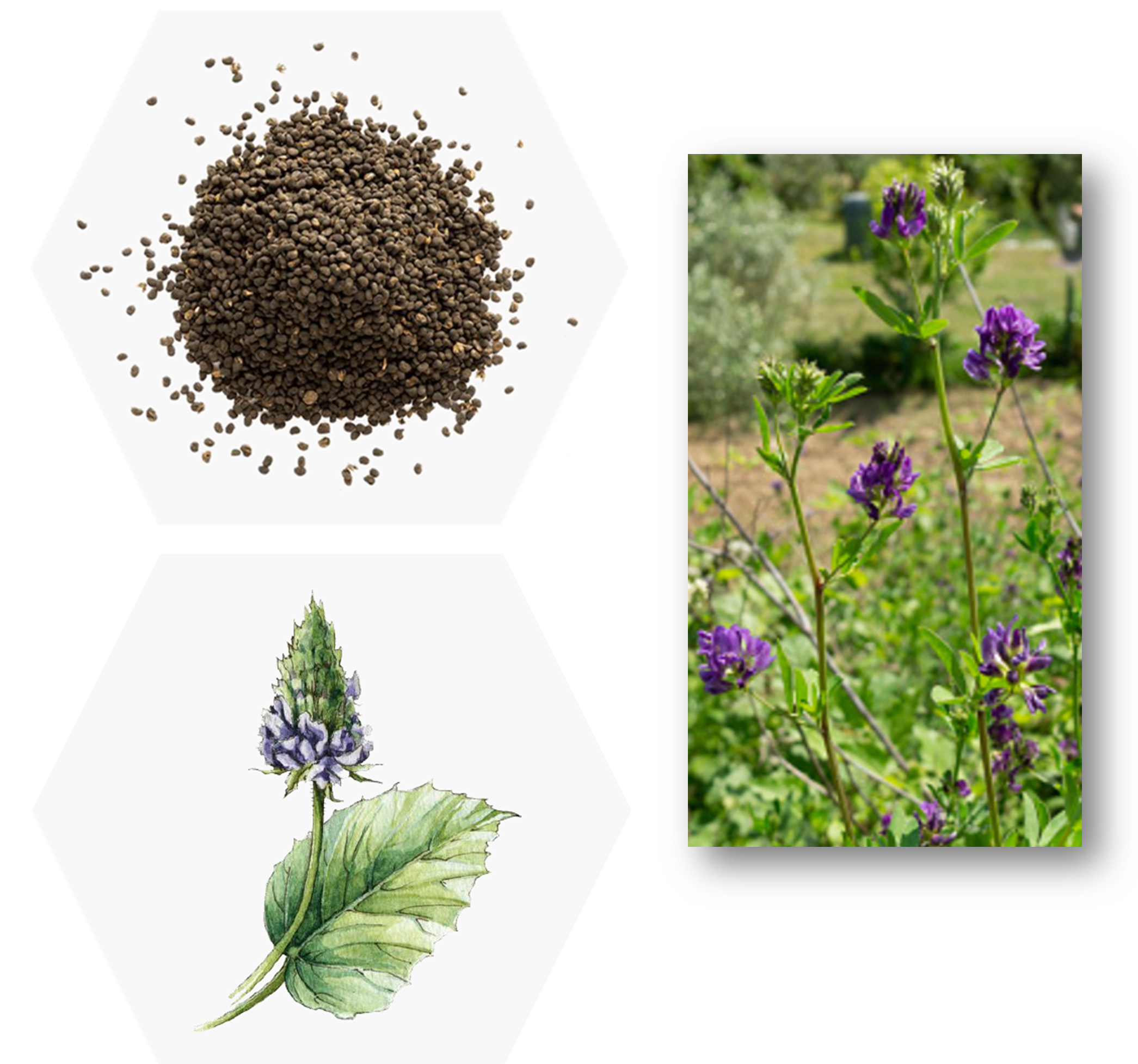 Bakuchiol คือ สารสกัดจากเมล็ดของต้น Babchi เป็นสารสกัดจากธรรมชาติตัวแรกที่มีงานวิจัยตีพิมพ์ในวารสารวิชาการ ว่ามีประสิทธิภาพในการลดเลือนริ้วรอยเทียบเท่ากับเรตินอล แต่อ่อนโยนต่อผิวมากกว่า