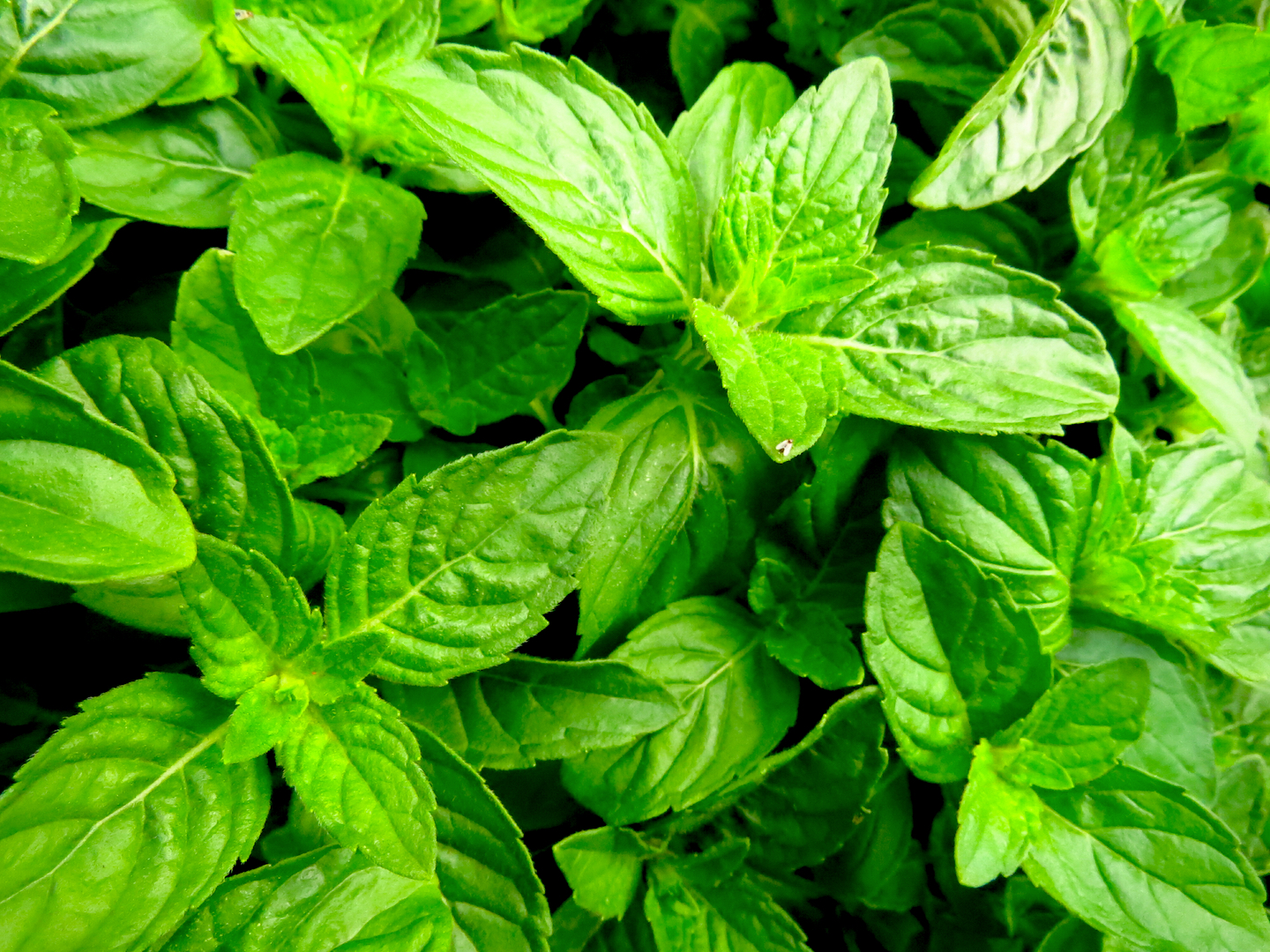 Basil (กะเพรา)
