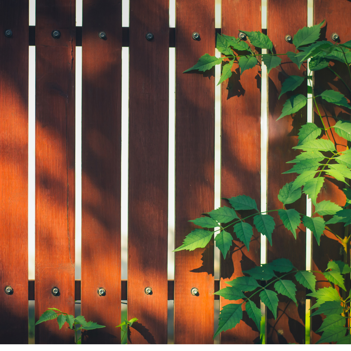 ไม้รั้ว