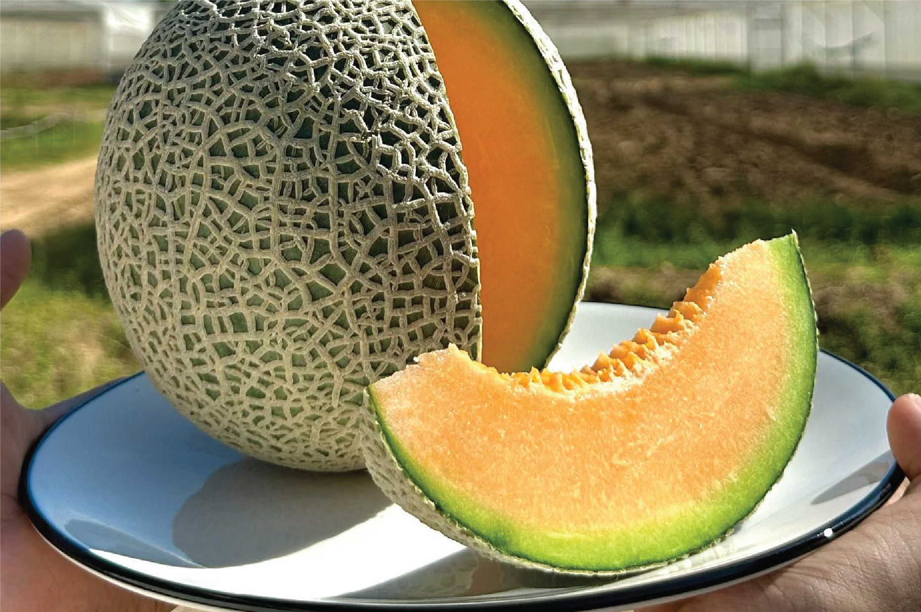 Melon