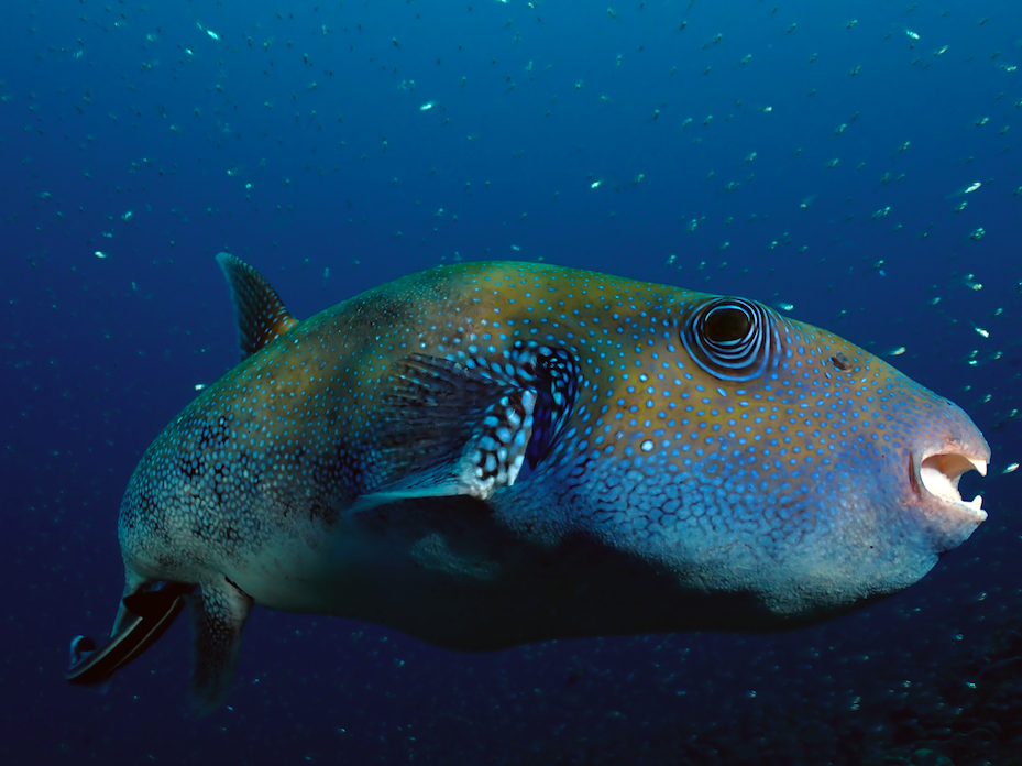 scuba diving thailand