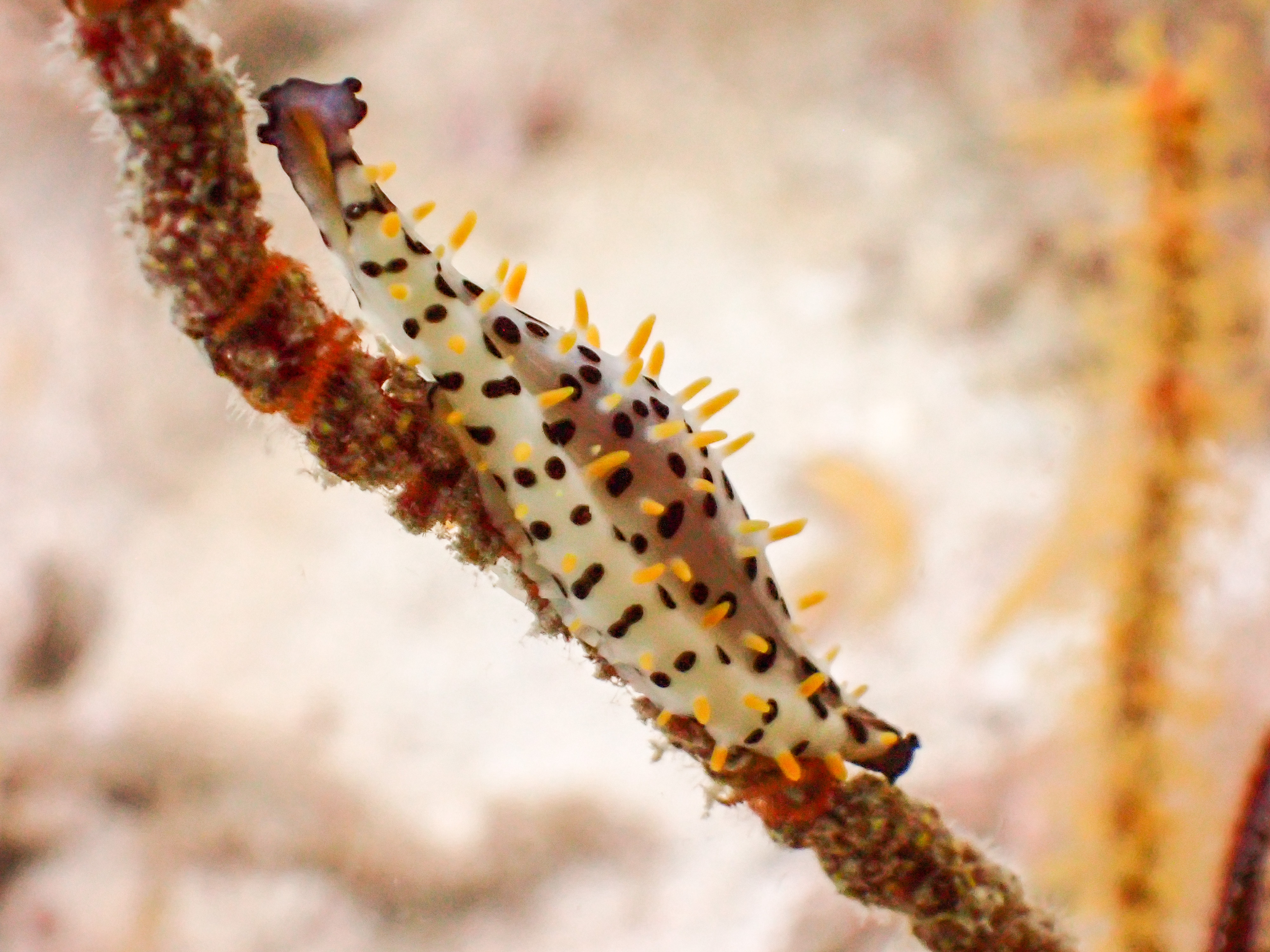 Diverse Marine Life in Pattaya