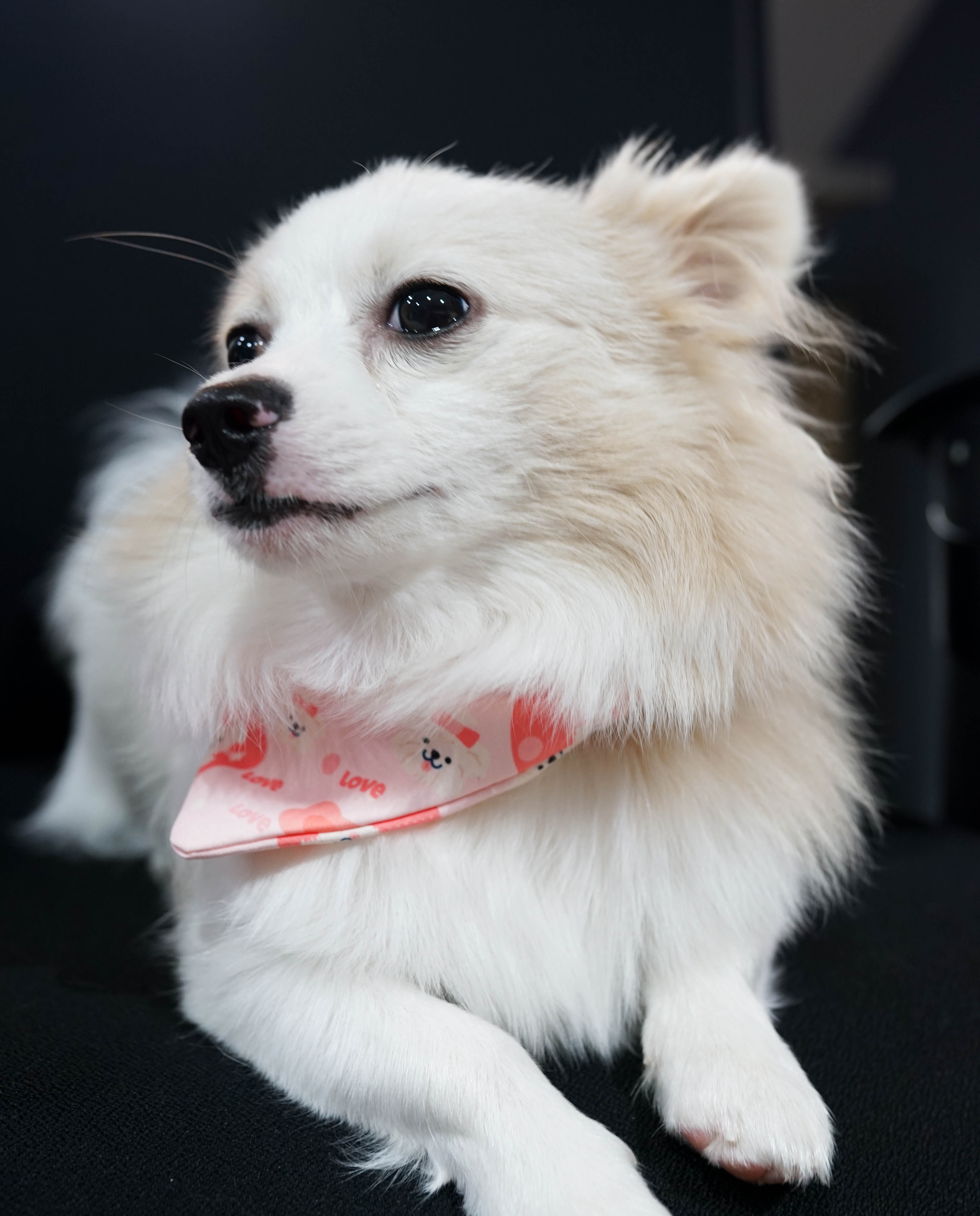 ผ้าพันคอหมา แมว ผ้าพันคอหมา แมว