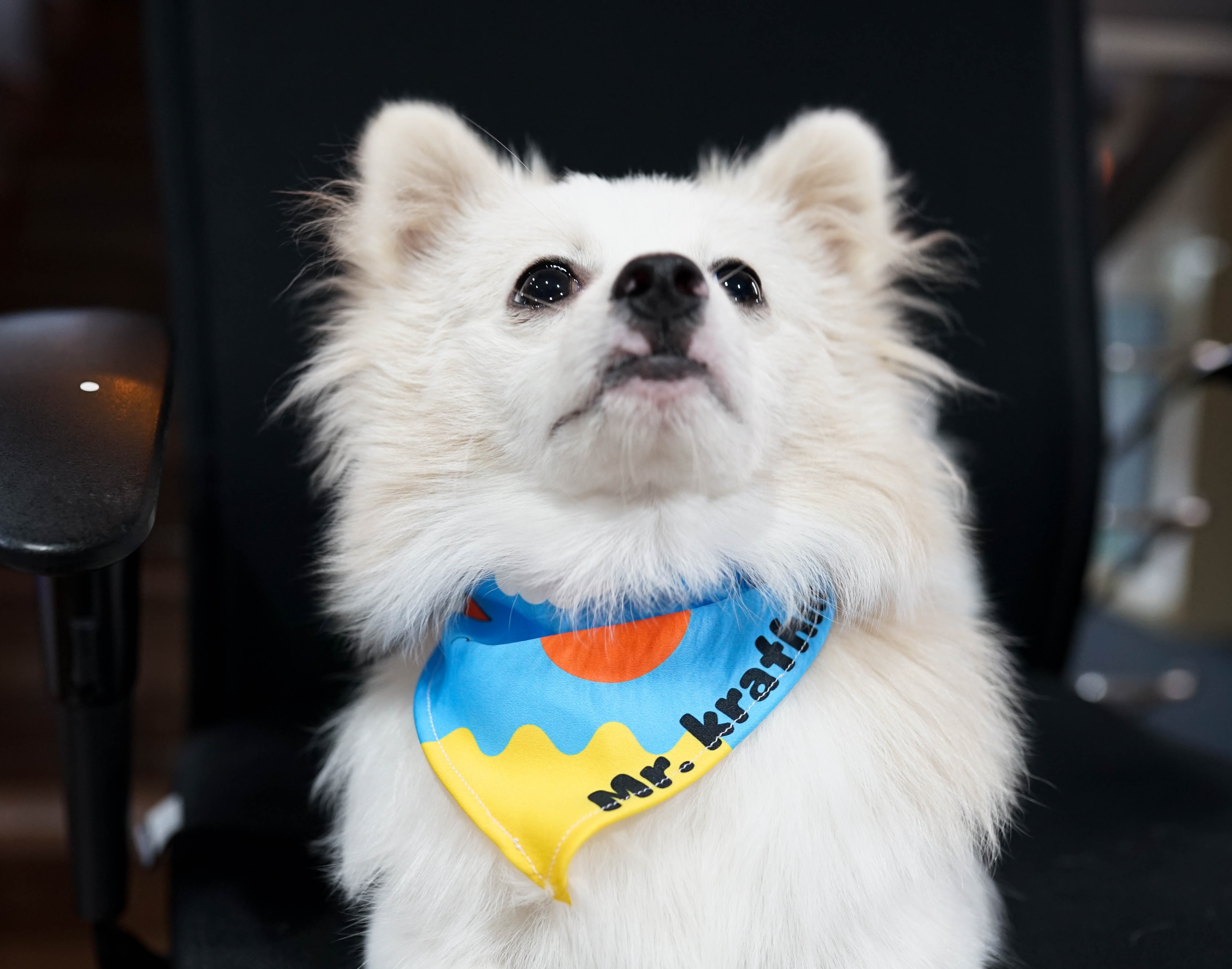 ผ้าพันคอหมา แมว ผ้าพันคอหมา แมว