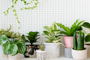 Plant pots, how to choose the right one for your plants