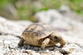 Complete Guide to Caring for Turtle