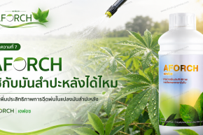 AFORCH ใช้กับมันสำปะหลังได้ไหม ช่วยเพิ่มประสิทธิภาพการฉีดพ่นทางใบในแปลงมันสำปะหลัง