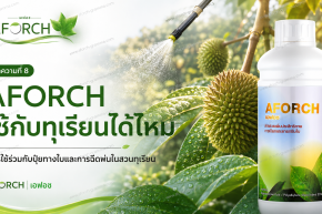 AFORCH ใช้กับทุเรียนได้ไหม การใช้ร่วมกับปุ๋ยทางใบและการฉีดพ่นในสวนทุเรียน