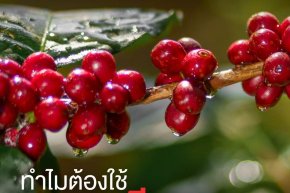 ทำไมต้องใช้เฉพาะเชอร์รี่กาแฟที่สุกเต็มที่? เคล็ดลับเลือกกาแฟคุณภาพสูง | Baramio Coffee