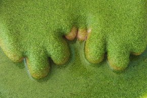 ระบบจัดระดับคุณภาพผำฉะของประเทศไทย เพื่อสร้างความมั่นใจแก่ผู้บริโภค Thailands Quality Grading System for Pham-Cha to Ensure Consumer Confidence