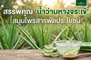 สรรพคุณ "น้ำว่านหางจระเข้" สมุนไพรสารพัดประโยชน์