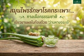 สมุนไพรรักษาโรคกระเพาะ... ทางเลือกธรรมชาติ  เยียวยาแผลในท้องด้วย "ว่านหางจระเข้"  