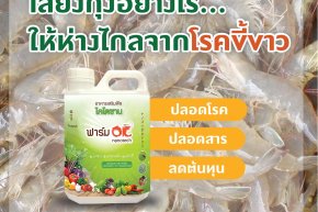 เลี้ยงกุ้งอย่างไร..ให้ห่างไกลโรคขี้ขาว