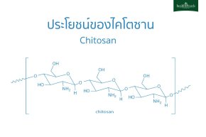 พารู้จัก ไคโตซาน คืออะไร? มีประโยชน์อย่างไร?