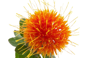 benefits of safflower