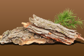 French Maritime Pine Bark (เปลือกสนมาริไทม์ฝรั่งเศส)
