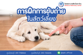 การฝึกการขับถ่ายในสัตว์เลี้ยง  | โรงพยาบาลสัตว์เอราวัณ