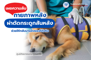 โรงพยาบาลสัตว์เอราวัณ (Erawan Pet Hospital)