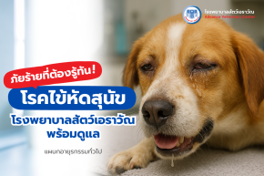 โรคไข้หัดสุนัข อันตรายใกล้ตัว โรงพยาบาลสัตว์เอราวัณพร้อมดูแล
