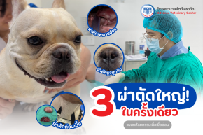 เฟรนช์บูลด็อกผ่าตัดเสี่ยงกว่าสายพันธุ์อื่น?
