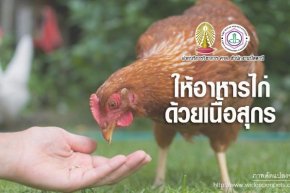 การให้อาหารไก่ด้วยเนื้อสุกรฮาลาลหรือหะรอม