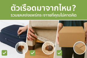 ตัวเรือดมาจากไหน
