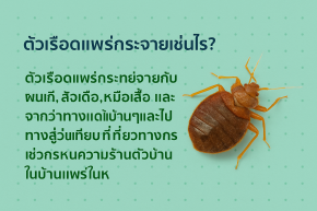  ตัวเรือดแพร่กระจ่ายเช่นไร