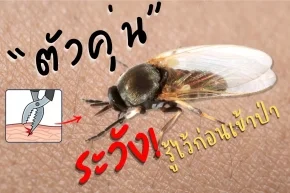ตัวคุ่น รู้ก่อนเข้าป่า
