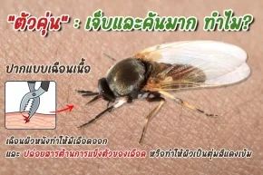 ตัวคุ่น infographic