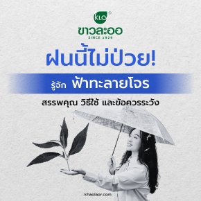 ฝนนี้ไม่ป่วย! รู้จัก 'ฟ้าทะลายโจร' สรรพคุณ วิธีใช้ และข้อควรระวัง
