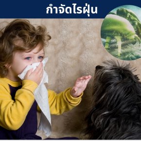 บริการดูด กำจัดไรฝุ่น ที่นอน หมอน โซฟา