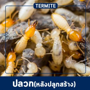 Pest Control & Protection Services (Post-Construction)