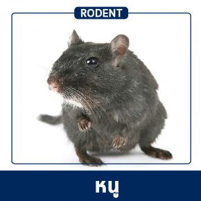 Pest Control & Protection Services : Rodents