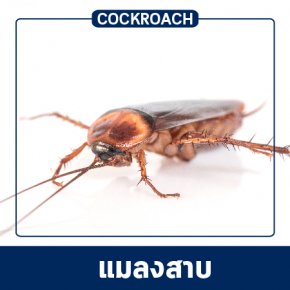 Pest Control & Protection Services : Cockroaches