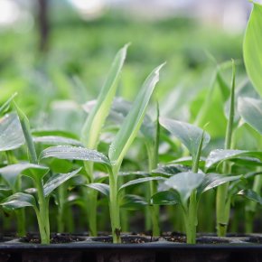 ต้นกล้าพืชพันธุ์ดี