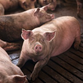 เลี้ยงสุกรในระบบการป้องกันโรค