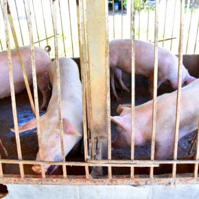 สุกรในระบบเกษตรอินทรีย์