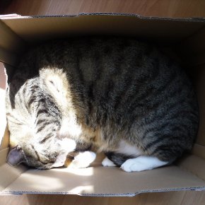 ทำไมแมวชอบ "กล่องกระดาษ"
