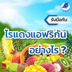 รับมือกับไรแดงแอฟริกันอย่างไร..?