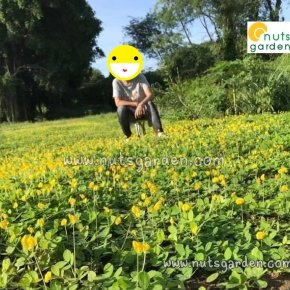 3 ข้อเสียของถั่วบราซิล ที่คุณอาจเข้าใจผิด !