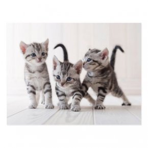 แมวสายพันธุ์อเมริกัน ช็อตแฮร์ (American Shorthair)