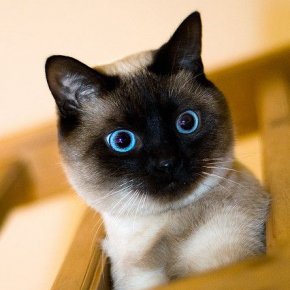 แมวสายพันธุ์วิเชียรมาศ  (Siamese) 