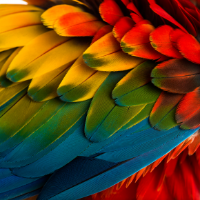 The 10 Most Beautiful Parrots In The World