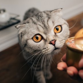 How do you get your cat to not eat?